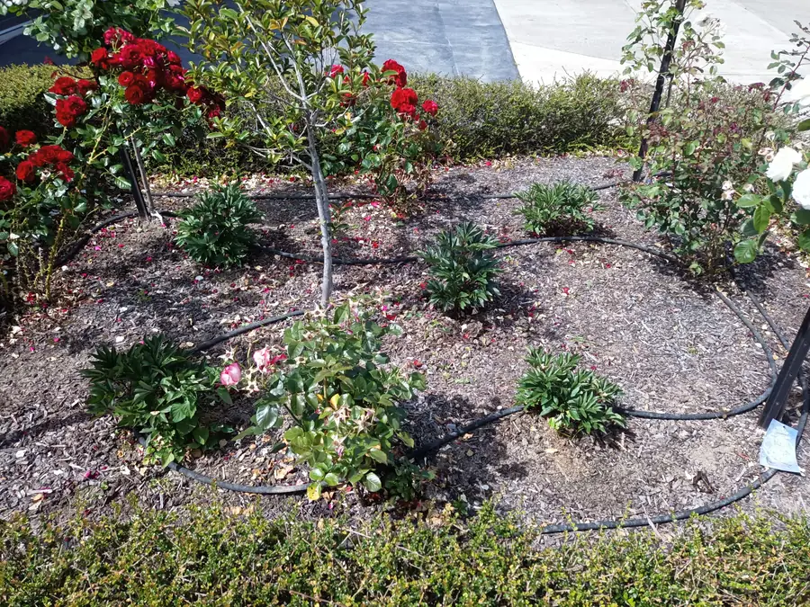 A weeded rose garden bed